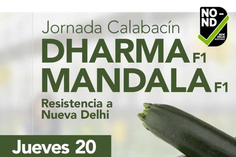 Día 20 de abril. Jornada de calabacín Dharma y Mandala