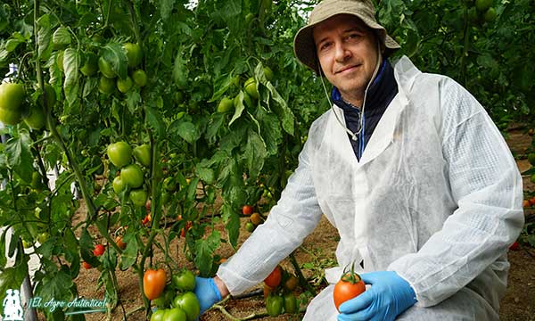 José Antonio Furió, especialista de tomate en BASF / agroautentico.com