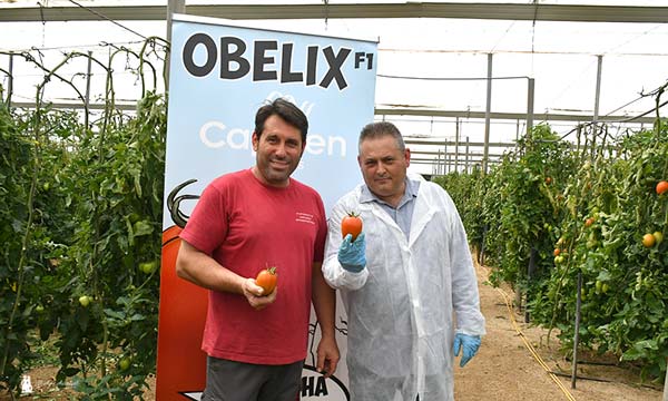 Tomate Obelix a final de ciclo en Almería