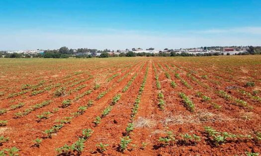 Campo de girasol al norte de Sevilla. Si no llueve en los próximos días, se secará por completo. Efectos de la sequía / agroautentico.com