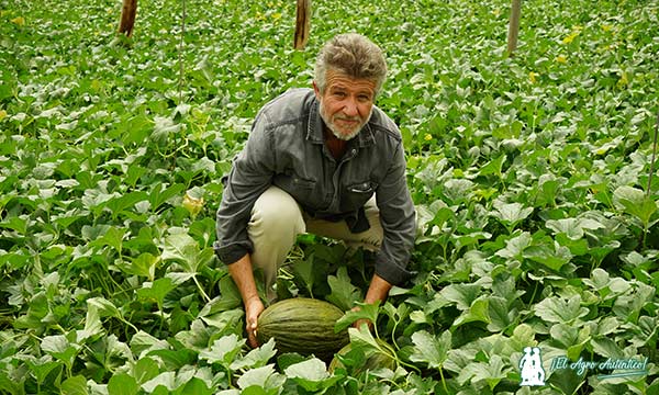 Manuel Viso Sánchez con melón Corcel en Adra / agroautentico.com