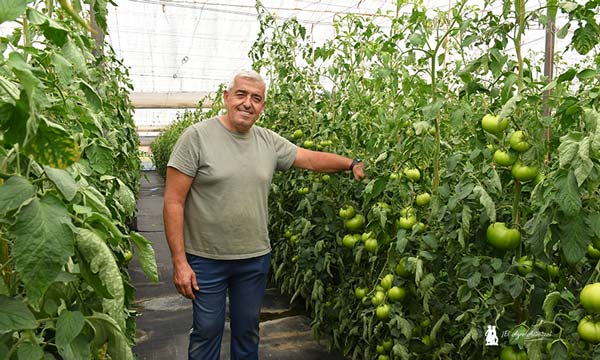 Juan Carlos en un líneo de tomate Zurrapa / agroautentico.com