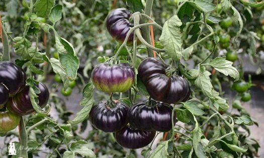Tomate negro o lila de Diamond Seeds en invernaderos de Sevilla en Los Palacios / agroautentico.com