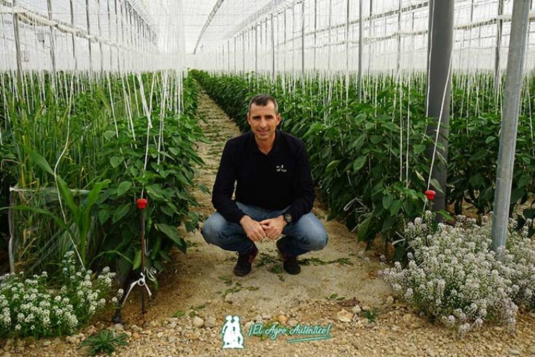 Banker plant para control de micropulgón y macrosiphum con Biosur