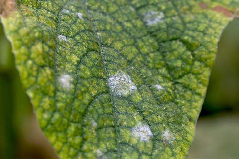 Biosulfur es un nuevo azufre mojable de origen biológico