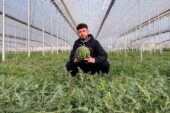 Cuatro generaciones cultivando sandías confluyen en Campojoyma