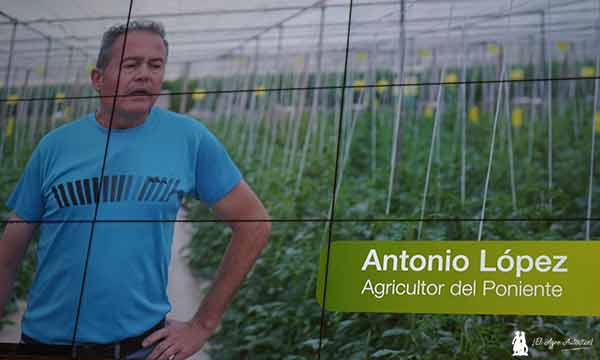 Antonio López habla de la resistencia a rugoso en sus variedades de Syngenta / agroautentico.com