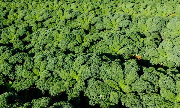 La nueva variedad de kale de Sakata, Blue Ridge, lleva tres años de ensayos en España-noticias-agroautentico.com