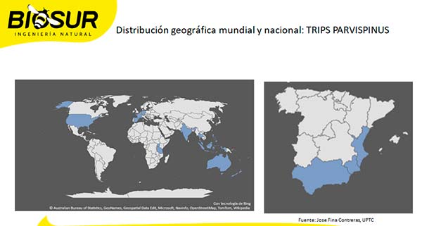 Distribución del Parvispinus en el mundo / agroautentico.com