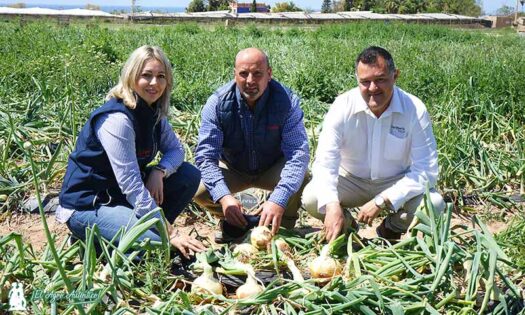 Jessica Miñano, Alfonso Solier y Manolo Uroz en un campo de cebollas en Salobreña, Granada / agroautentico.com