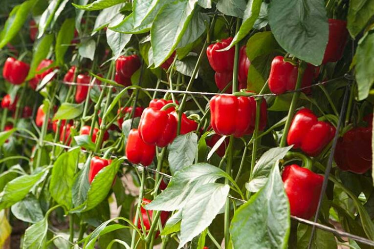 Día 11 de mayo. Retos en el cultivo de pimiento: enfermedades y plagas emergentes