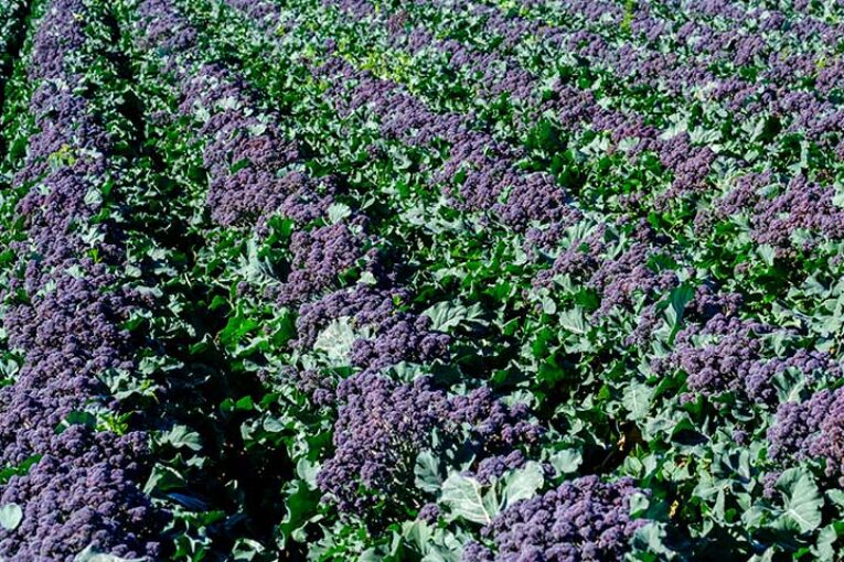 Sakata presenta Tyrian, primer brócoli ramificado morado del tallo a la cabeza