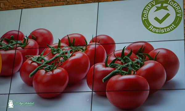 121038, un tomate rama de calibre G resistente a rugoso de Syngenta / agroautentico.com