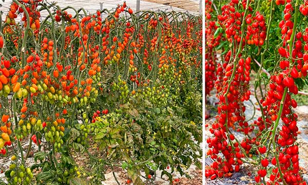 Variedades de tomate resistentes a “Rugoso” (ToBRFV)-noticias-agroautentico.com