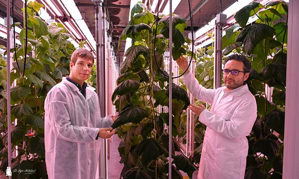 Jordi Quilis y José Luis Couselo en uno de los fitotrones de Fitó con cultivo de pepino / agroautentico.com