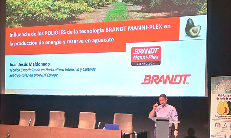 Brandt aplica tecnología Manni-Plex para mejorar la floración en aguacate