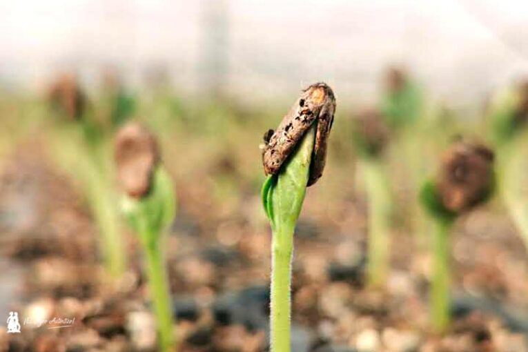 Trabajar en mejora vegetal, de las mejores salidas profesionales y la más desconocida