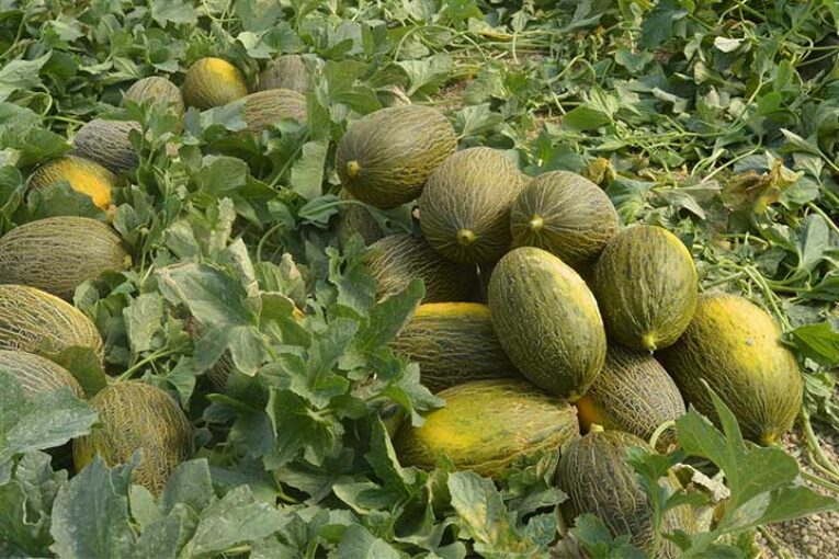 El melón sufre un diferencial de precios del 650% del campo a la mesa