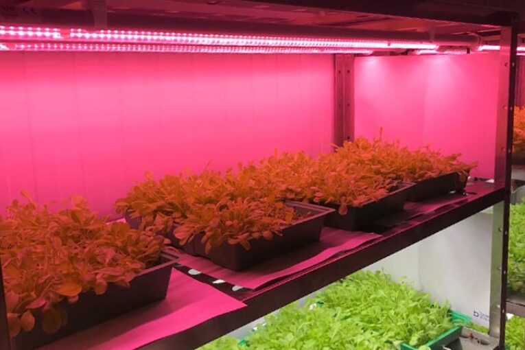 La respuesta de plantas aromáticas y medicinales a ensayos con lámparas LED
