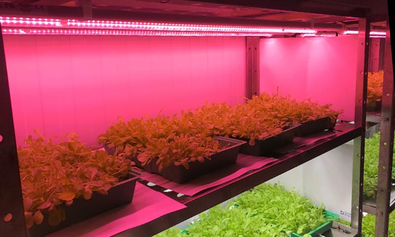 La respuesta de plantas aromáticas y medicinales a ensayos con lámparas LED