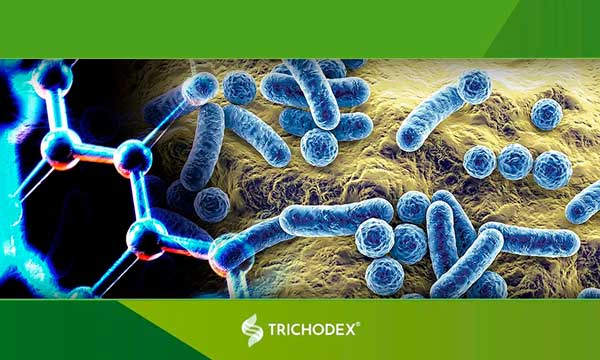 Microbioma y Trichodermas, “Seleccionamos nuevos microorganismos frente a la sequía”, Khalid Akdi -noticias-agroautentico.com
