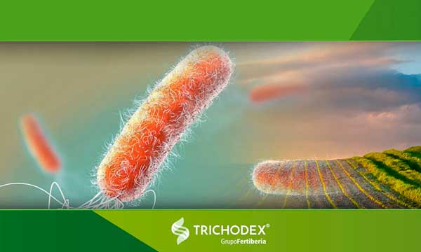Microbioma y trichodermas “Seleccionamos nuevos microorganismos frente a la sequía”, Khalid Akdi- noticias- agroautentico.com