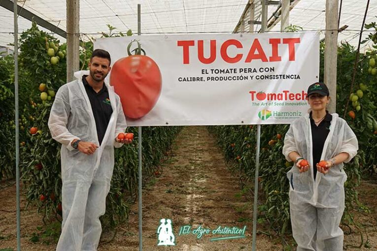 Harmoniz promociona su primer tomate pera para Almería