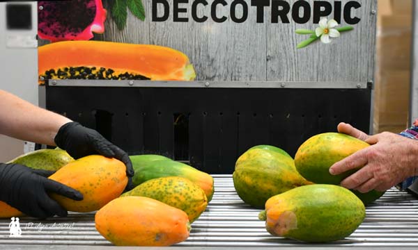 Papayas de Hortamar de la marca Bouquet de Anecoop / agroautentico.com