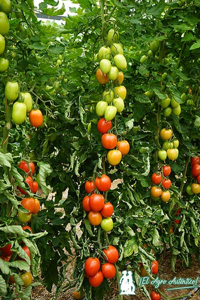 Harmoniz muestra su primera variedad de tomate pera / agroautentico.com