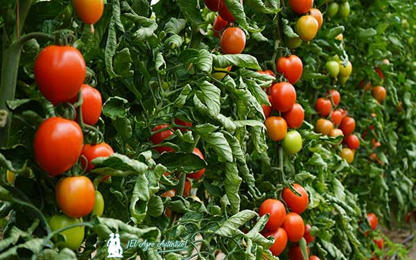 Variedad de tomate pera Tucait de Harmoniz / agroautentico.com