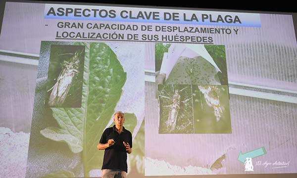 La confusión sexual, eje principal de la herramienta VYNYTY® Tuta Press de Bayer para la gestión de plagas en el cultivo del tomate-noticias-agroautentico.com