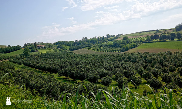 Campos de avellanos en el Piamonte. Estos árboles son los más habituales en el paisaje agrícola de la provincia de Cuneo / agroautentico.com
