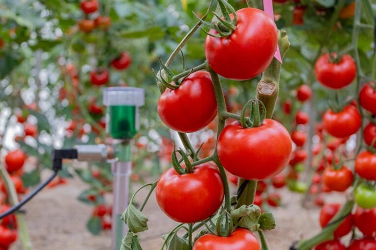 CapGen investiga en tomate genes tolerantes al estrés hídrico