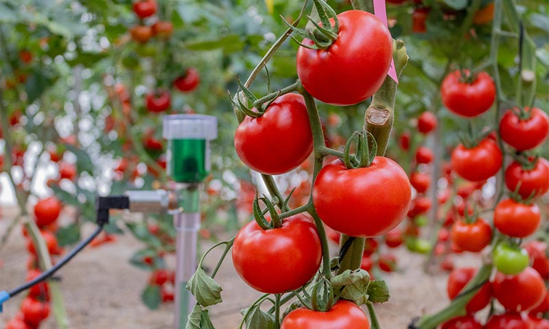 CapGen investiga en tomate genes tolerantes al estrés hídrico