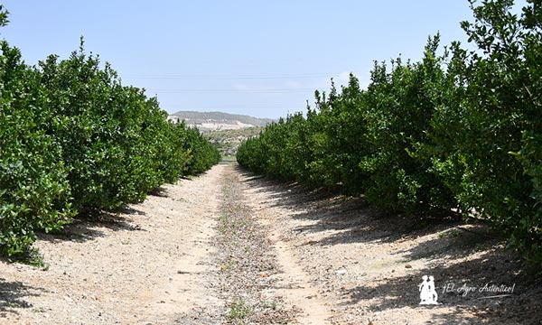 La tecnología AntiOX de Fertiberia TECH en cítricos / agroautentico.com