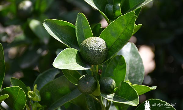 Cítricos con Fertiberia TECH / agroautentico.com