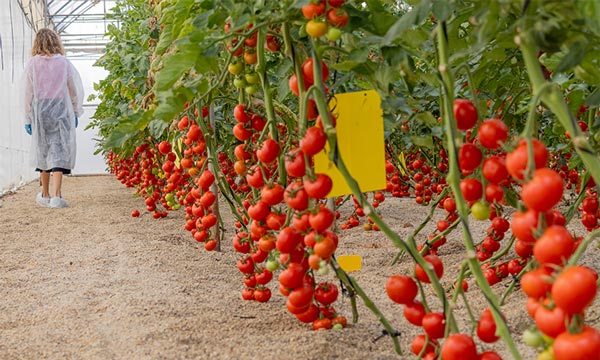 Tomate tolerantes al estrés hídrico, CapGen Seeds trabaja por paliar los efectos de la sequía en el cultivo de tomate - noticias- agroautentico,com