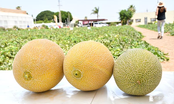 Melones Galkia de Nunhems de BASF / agroautentico.com