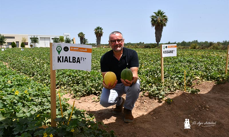 Juan Pedro Pérez Abellán, responsable de melón y sandía de BASF para la región EMEA con el melón galia Galkia / agroautentico.com