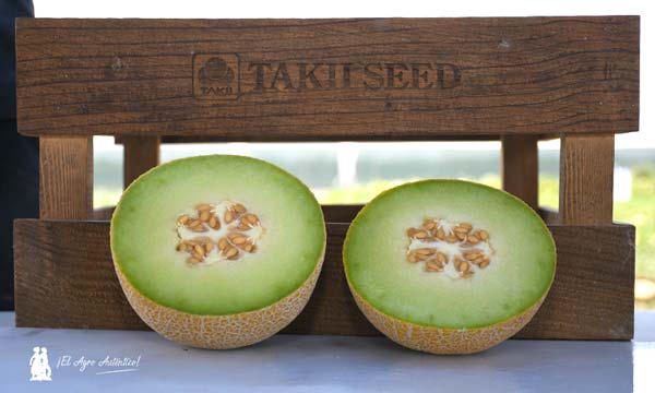 Melones japoneses / agroautentico.com