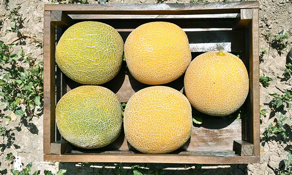 Melones galias de Takii Seed / agroautentico.com