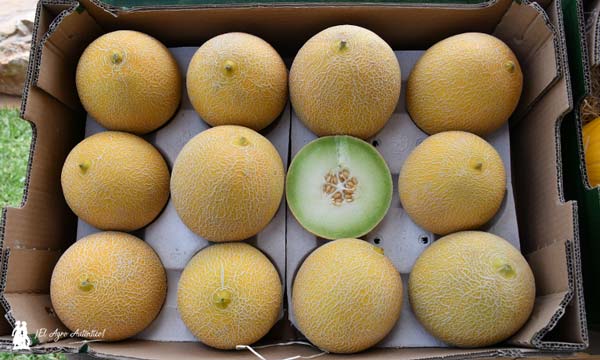 Variedad Bristol, melón galia de Semillas Fitó / agroautentico.com