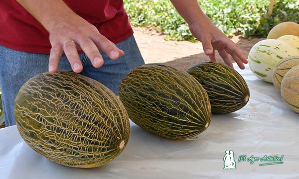 Melones mini y piel de sapo de Nunhems / agroautentico.com