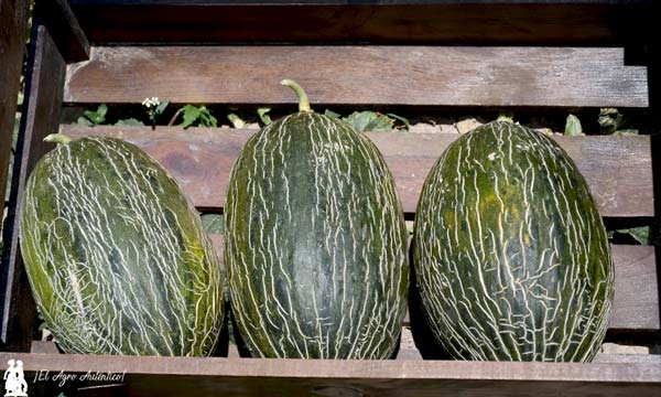 Futuros desarrollos de Takii Seed en melón verde / agroautentico.com