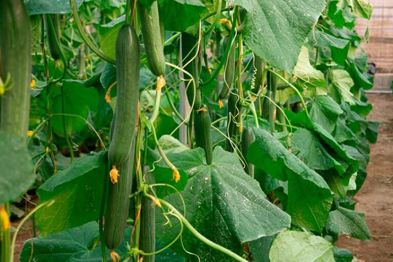 CapGen estrena catálogo de pepino con más tipologías