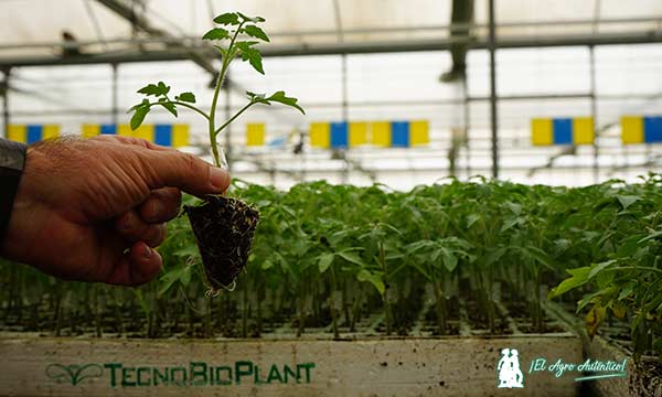 Plántula de tomate en Tecnobioplant. Sistema Vegtrace / agroautentico.com