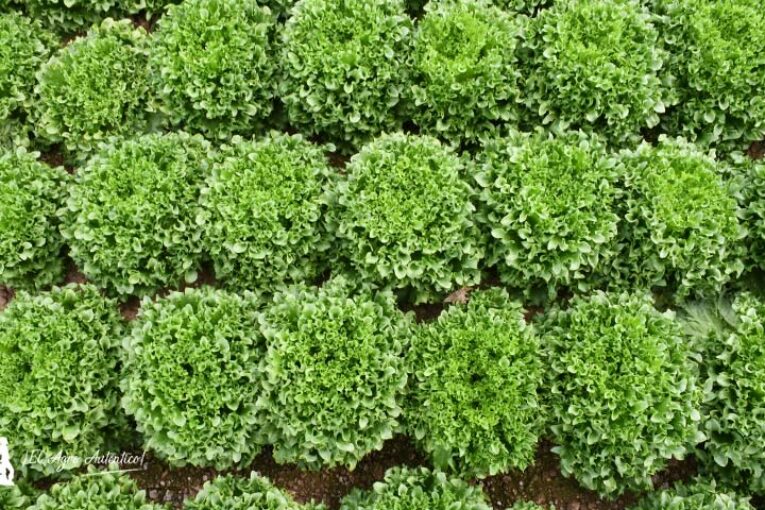 Se nombran tres nuevas razas de Bremia: Bl: 38EU, Bl: 39EU y Bl: 40EU