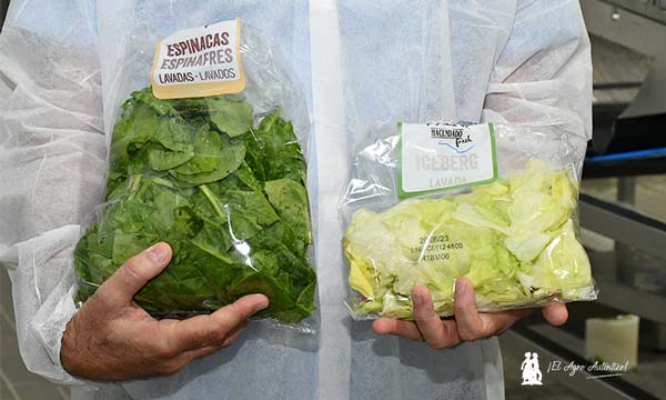 Bolsas de lechuga y espinaca en una fábrica de ensaladas de IV gama en Murcia / agroautentico.com