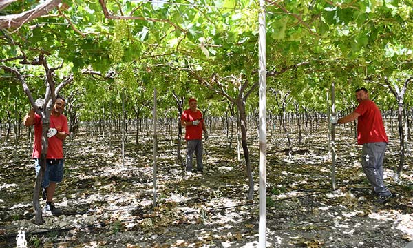 Trabajos de campo en parrales de uva en el Alto Vinalopó (Alicante) / agroautentico.com