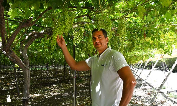 Juanjo Alarcón, técnico comercial de Plant Health Care / agroautentico.com